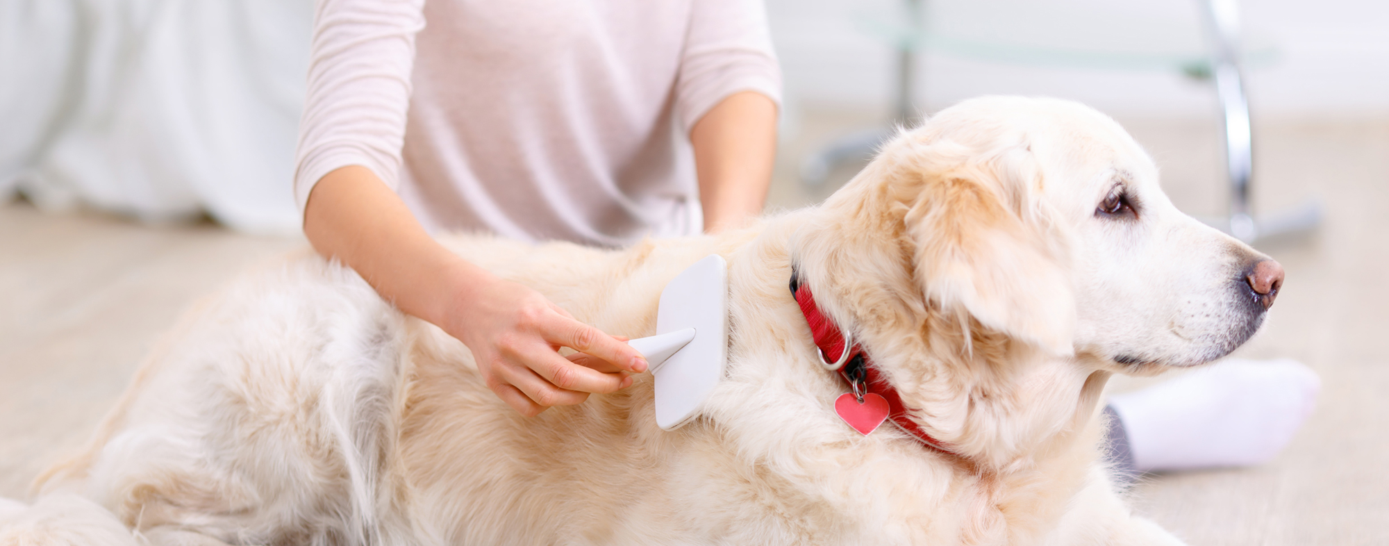 Cani Vendite -Cani Vendite caring for your dogs coat